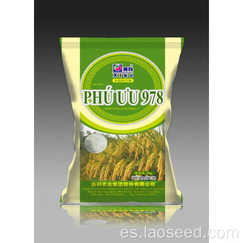 Vietnam 978 semillas de palay híbridas